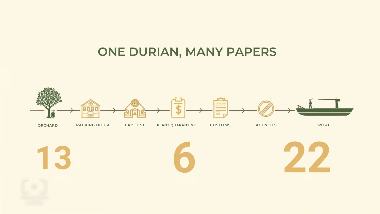 durian-export-permits-farm-to-port-infographic